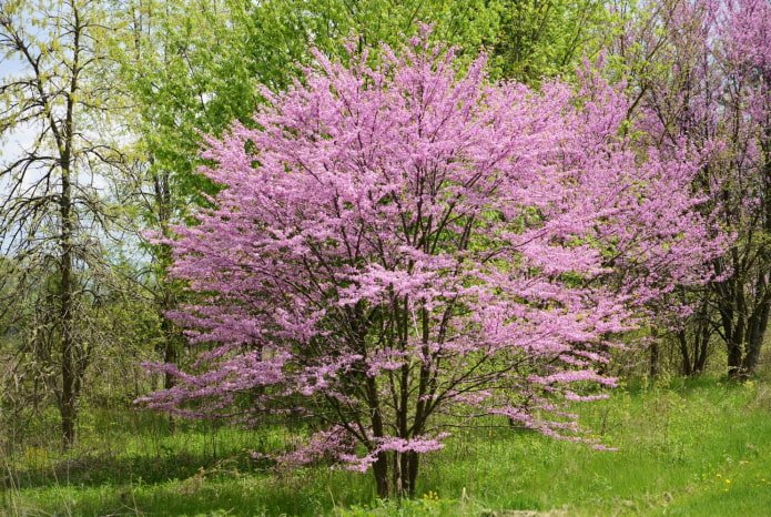 красивоцветущий кустарник красивоцветущий кустарник