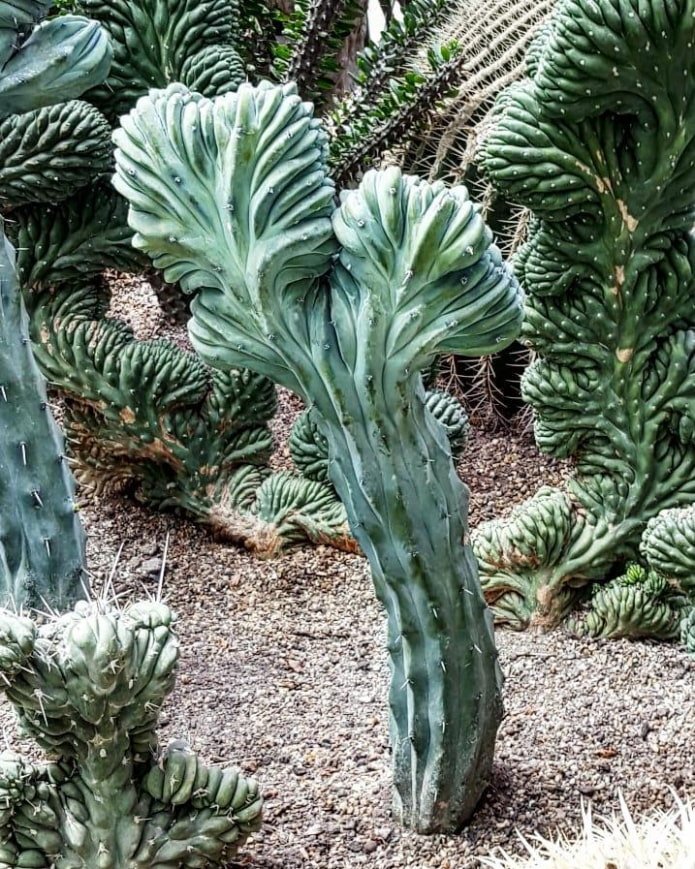 Myrtillocactus geometrizans cristata Myrtillocactus geometrizans cristata