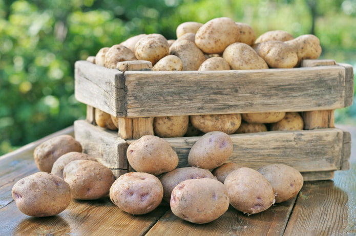 Картофель Картофель