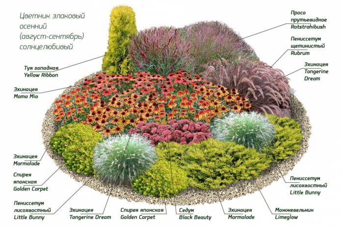 многолетники для миксбордера многолетники для миксбордера