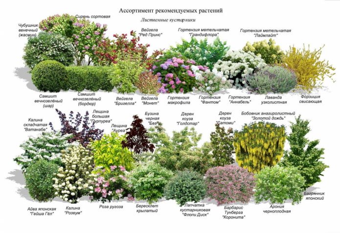 кусты для миксбордера кусты для миксбордера