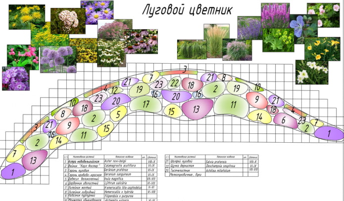 миксбордер из луговых цветов миксбордер из луговых цветов
