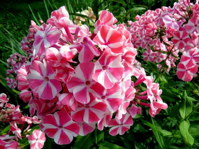 Флоксы Флоксы