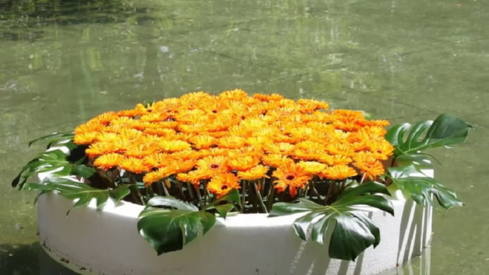 клумба на воде клумба на воде