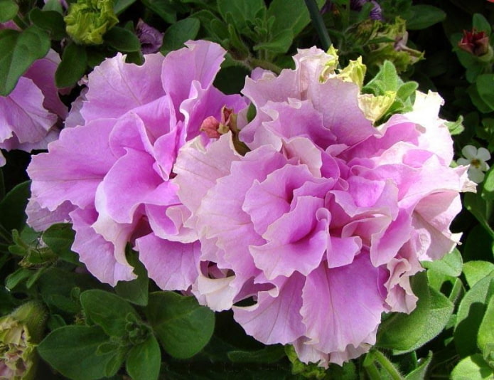 Двойной каскад в оттенке Orchid Mist Двойной каскад в оттенке Orchid Mist