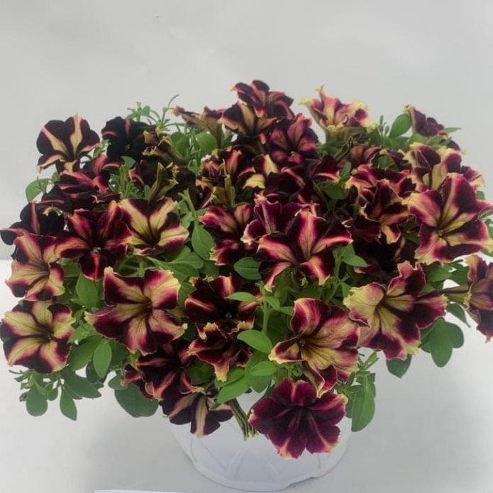 петуния Gioconda Burgundy Yellow петуния Gioconda Burgundy Yellow