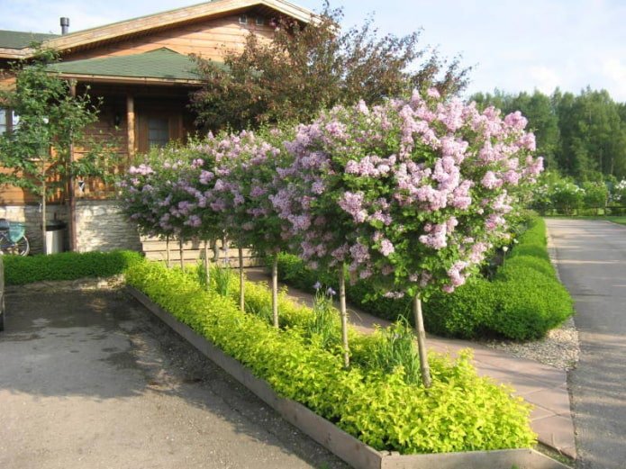 Сирень в палисаднике Сирень в палисаднике