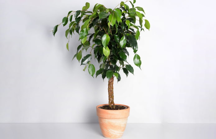 косичка из фикуса косичка из фикуса
