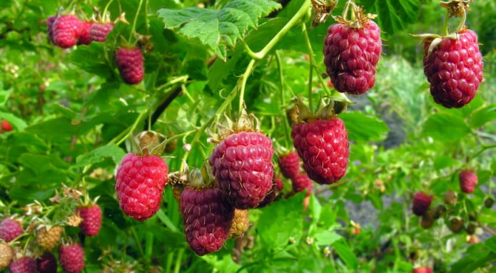 куст малины куст малины