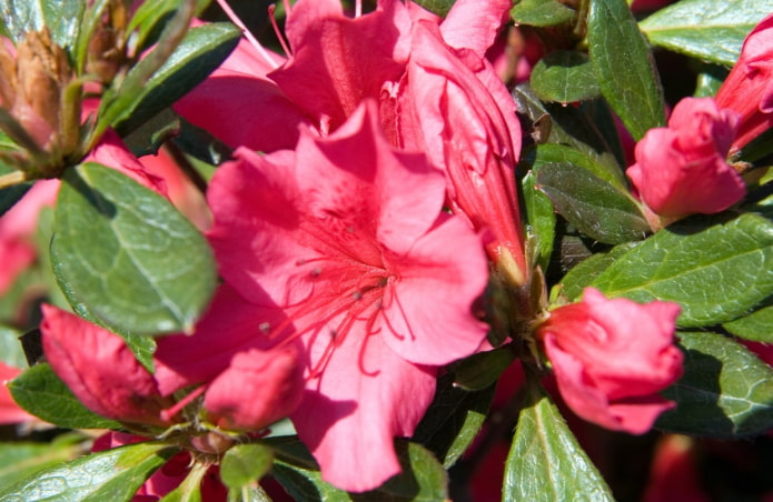 Girard's Rose Girard's Rose