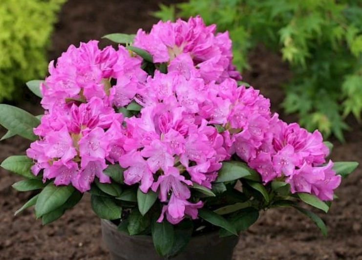 Roseum Elegans