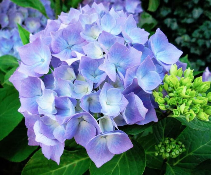 Early Blue Early Blue