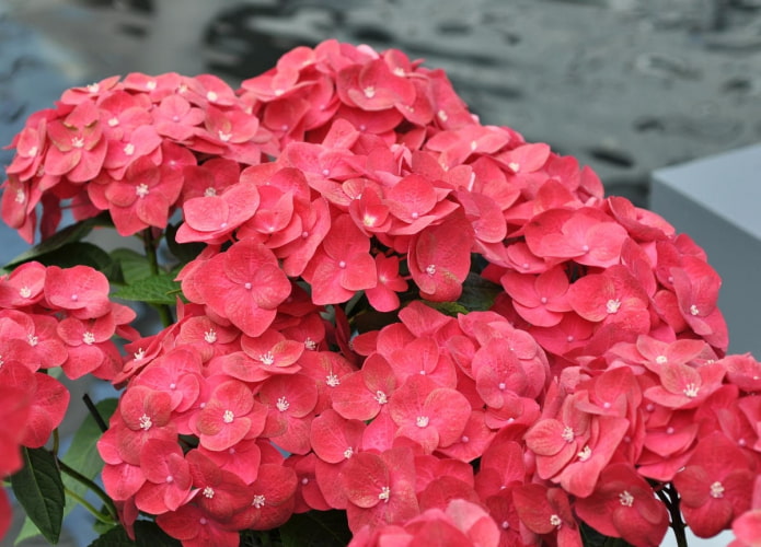 Red Sensation Red Sensation