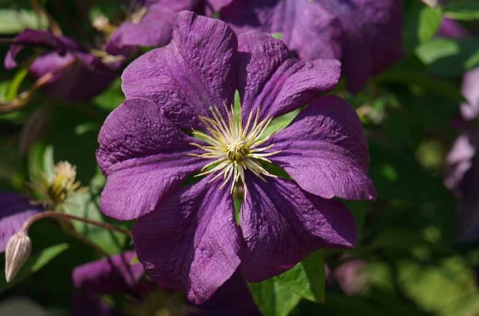 Etoile Violette Etoile Violette