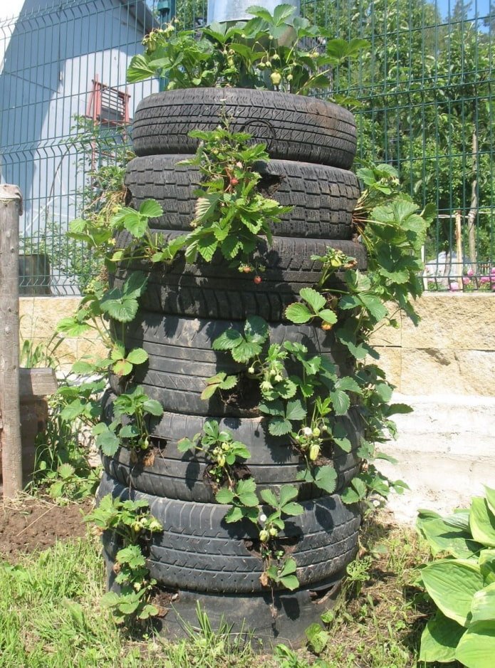 Клубника в покрышках Клубника в покрышках