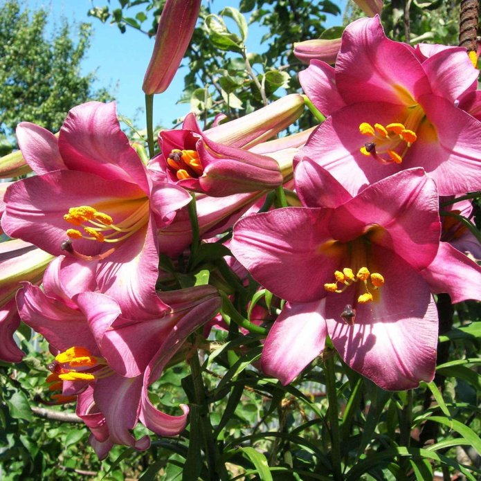 Соцветие сорта Pink Perfection Соцветие сорта Pink Perfection