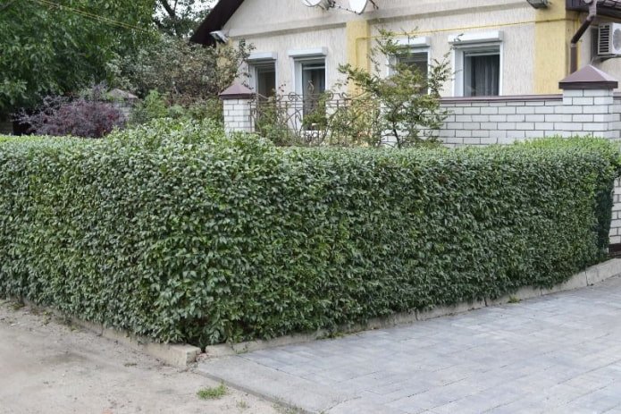 Живая изгородь из бирючины Живая изгородь из бирючины